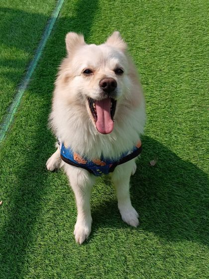 That face you make when you realize the weekend flew by while you were napping. This fluffy Spitz is all of us.