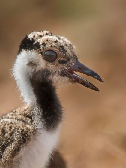 A portrait of a very cute baby Red-wattled Lapwing from 2021. This bold individual gave me plenty of time to capture its curious expression.