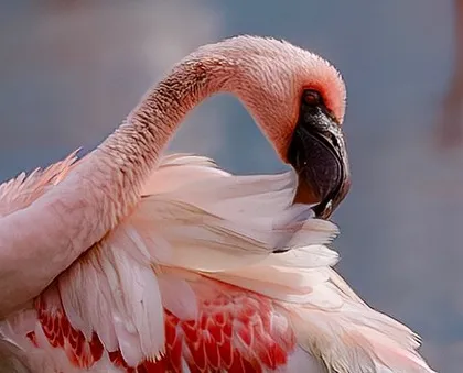 A close-up portrait of a lesser flamingo preening allows us to appreciate the intricate details. The soft light highlights the texture of its feathers, from the soft pinks to the vibrant crimson, creating an intimate and graceful composition.