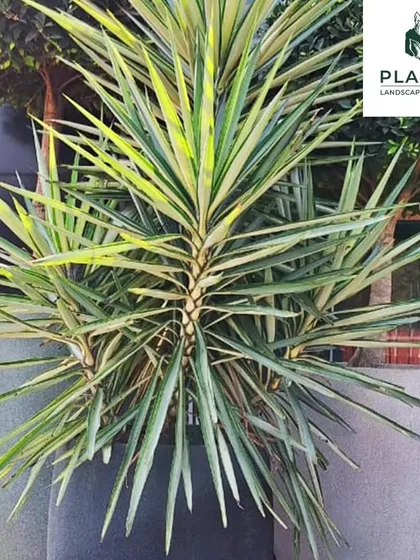 A close-up of a variegated Yucca plant, known for its dramatic, spiky foliage. We select striking plants like this to serve as focal points in a landscape design, especially when housed in modern, minimalist pots.
