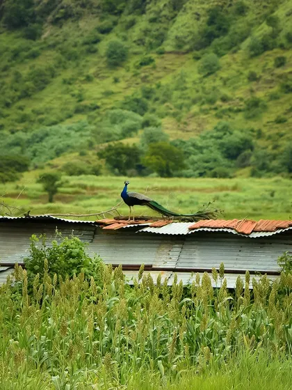 A peacock, India's national bird, perches on a rusty tin roof overlooking a field of crops. This was a lucky, candid sighting that captures the beauty of wildlife in a rural setting.