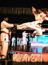 Shotokan Karate Training