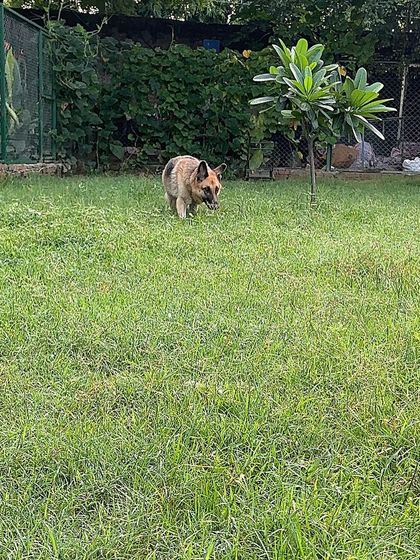 Geet the German Shepherd on the move, exploring the far corners of the yard. This freedom to explore is a key part of our cage-free philosophy.