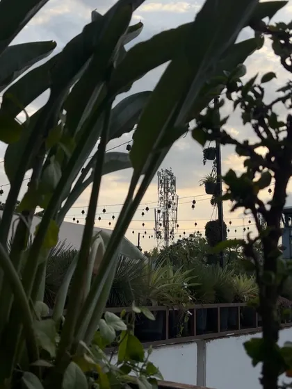 The serene view from our rooftop, with lush plants in the foreground and the city skyline at dusk.