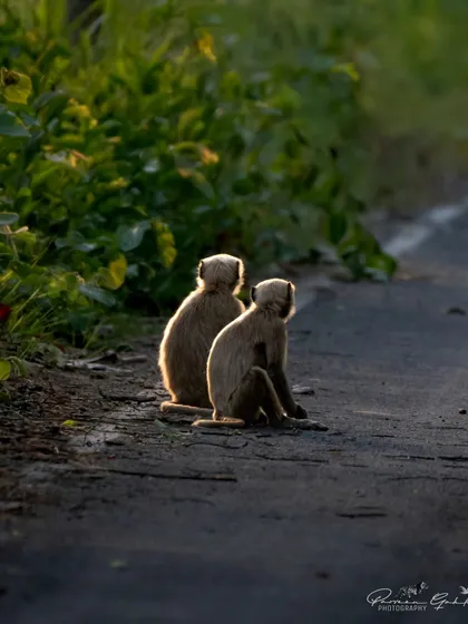 Two Grey Langurs sit by the side of a jungle road, their figures backlit by the golden evening sun.