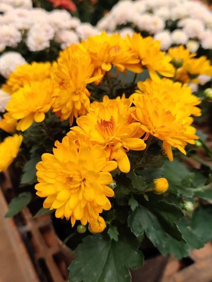 Cheerful yellow Chrysanthemums that can brighten any room. These potted plants are easy to care for and provide color for a long time.