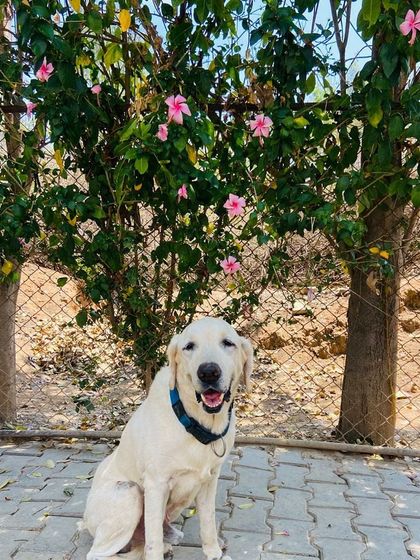 Petspace - Dog Boarding Our Pack Through the Years photo 37