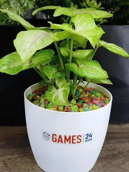 A Syngonium with light green foliage and pink veins, potted as an Earth Day gift for Games 24x7.