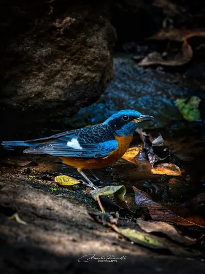 A Blue-capped Rock Thrush by a stream. The dramatic lighting highlights the bird's colours against the dark, shadowy rocks, creating a moody and atmospheric scene.