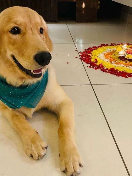 Zoella Dog Training - Puppy Foundation Training Welcome to the Pack! photo 27