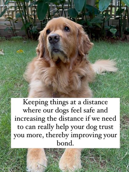 Nitika Ahlawat - Dog Training & Behavior Everyday Training for Real Life photo 13