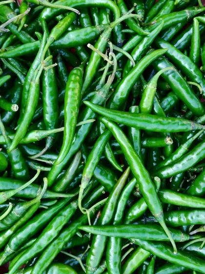 A bounty of fresh green chillies. These are the star of my Green Chilli pickle, providing a fresh, sharp heat.