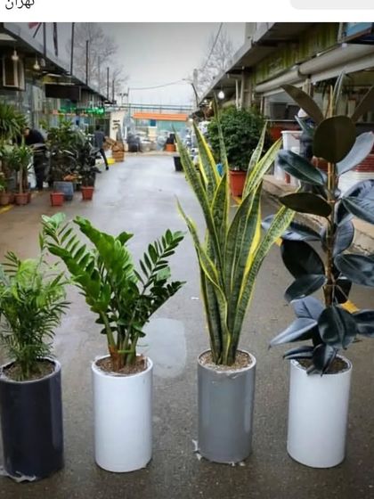 A classic indoor plant combination for any home or office. This set includes a Parlor Palm, ZZ Plant, Snake Plant, and Rubber Plant, all known for their air-purifying qualities.