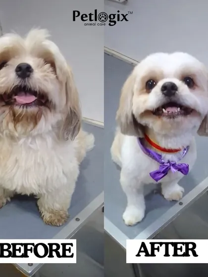 Our skilled groomers ensure your pets get the best care with love and patience, resulting in transformations like this one.
