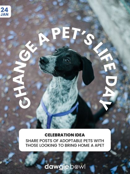 On Change a Pet's Life Day, I encourage you to consider adoption, fostering, or volunteering. You can also change your own pet's life by moving them to a healthier diet.
