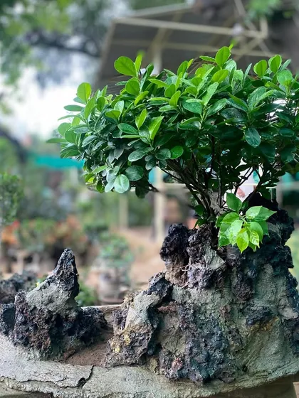 A different view of a Ficus Microcarpa growing on a rock formation. The aerial roots and glossy leaves give it a very distinctive and ancient appearance.