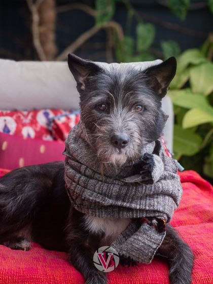 Bozo's version of a sweater is this stylish scarf. Capturing these quirky, individual personalities is what at-home sessions are all about.