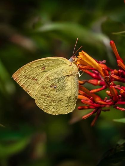 A Common Emigrant butterfly, with its soft yellow-green wings, delicately sips nectar from a red flower in Manali. The soft background bokeh makes the subject stand out beautifully.