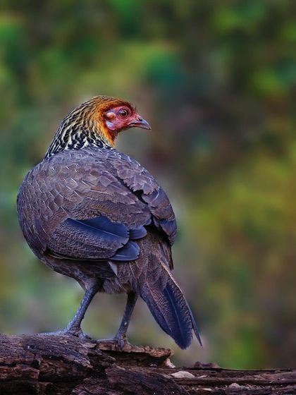 A female Red Junglefowl stands on a log, looking away from the camera. This pose showcases the elegant shape of her body and the intricate patterns on her feathers.
