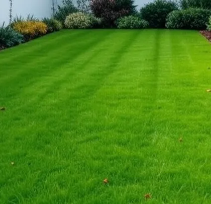 A close-up of a newly laid lawn, showing the healthy, dense turf. The lawn is neatly edged against a mulched border with shrubs.