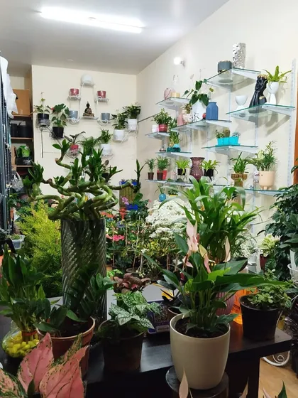 Step inside my store and you'll find plants everywhere. I've filled every corner, shelf, and surface with a diverse collection of greenery, from tiny succulents to large statement plants.