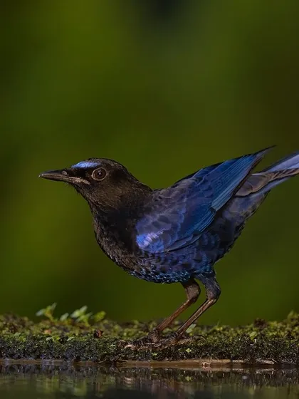 A Malabar Whistling Thrush by the water's edge, its iridescent feathers catching the light. These birds are often found near streams in dense forests.
