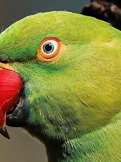 An extreme close-up of a Rose-ringed Parakeet. The vibrant green feathers, bright red beak, and the detailed texture around its intelligent eye are all visible in this high-resolution portrait.