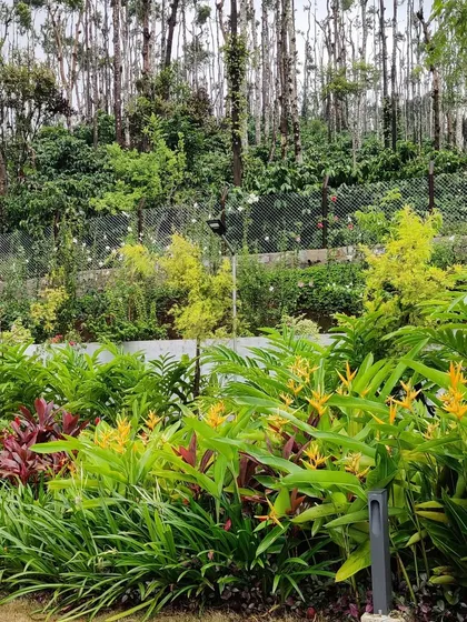 A vibrant, layered tropical landscape we designed and completed. This softscape design uses a mix of Heliconia and other native plants with varying colors and textures to create a lush paradise that blends perfectly with the existing estate greenery.