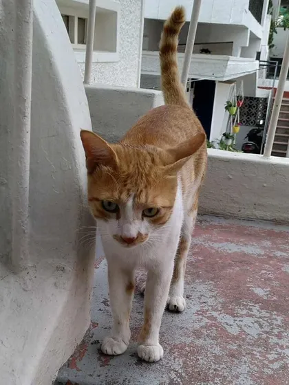 This is Payasam, a handsome 2-3 year old ginger and white male cat. He is fully vetted, litter trained, and very friendly with humans and other cats.