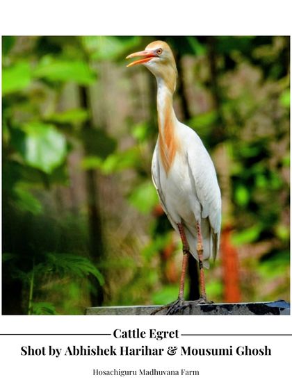 A Cattle Egret stands guard at Madhuvana Farm. We've documented over 125 species of birds on our properties, making them a haven for birdwatchers and nature lovers.
