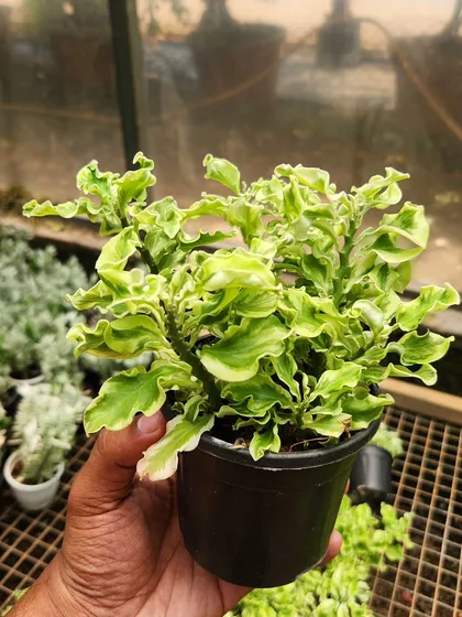 The Curly Pedilanthus is a unique variety with wonderfully distorted, curly leaves. It's a fun and quirky plant for anyone who likes unusual foliage.