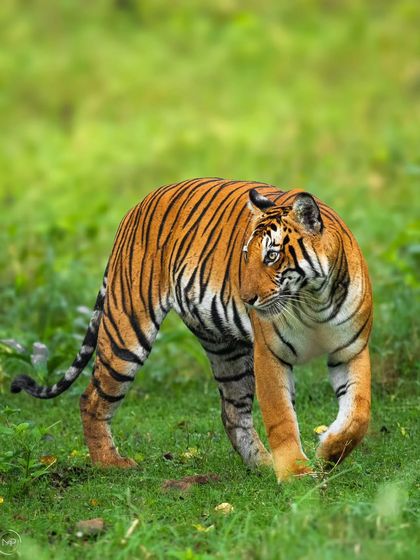 The sheer grace of a tiger on the move is captivating. This subadult tigress, photographed in the lush monsoon greenery of Kabini, displays the elegant walk and muscular build characteristic of these apex predators.
