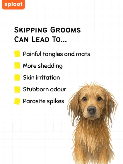 Skipping regular grooming can lead to more than just a messy coat. It can cause painful tangles, increased shedding, skin irritation, and even create a breeding ground for parasites.