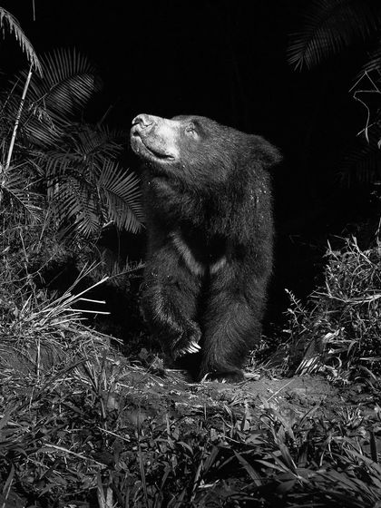 Duplicate of image 35.