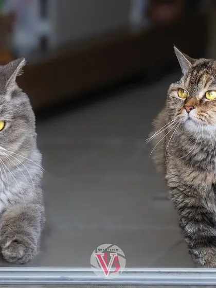 Two beautiful cats framed by a doorway, watching the world go by. A perfect slice-of-life moment from an at-home session.