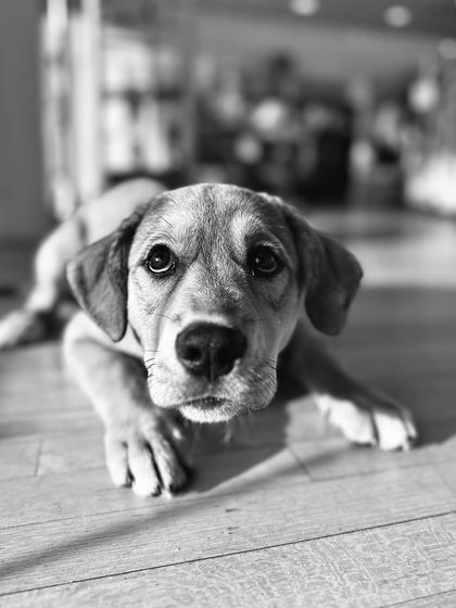 Tulsa Dog Trainer - Immersive Board & Train Programs Board & Train Graduates photo 124