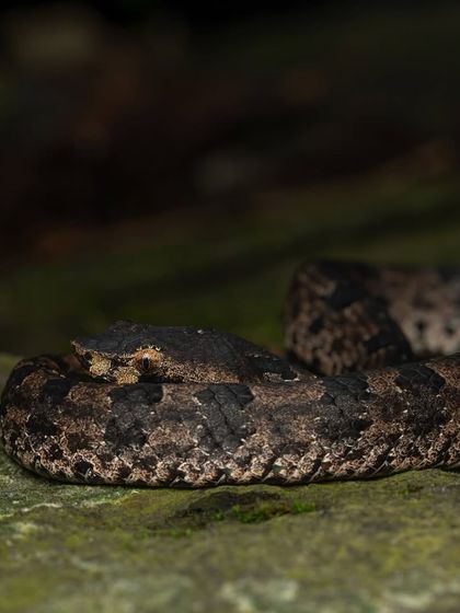 An environmental shot of the Hump-nosed Pit Viper, showcasing its incredible camouflage.