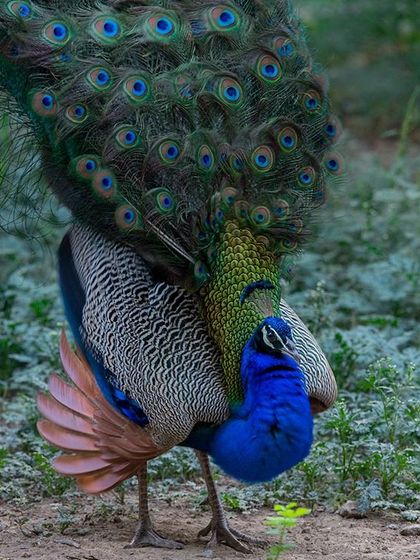 Viewers often tell me this is a rare picture because they usually see the peacock dancing. This photograph was taken just as the peacock raised its tail feathers to form the beautiful fan. The angle of the shot brought out the intense, original colours of its plumage.