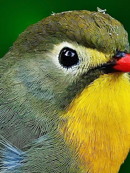 A portrait of a Red-billed Leiothrix with a slightly messy crown. This charming detail adds character to the shot, which also highlights its bright yellow throat and red bill.