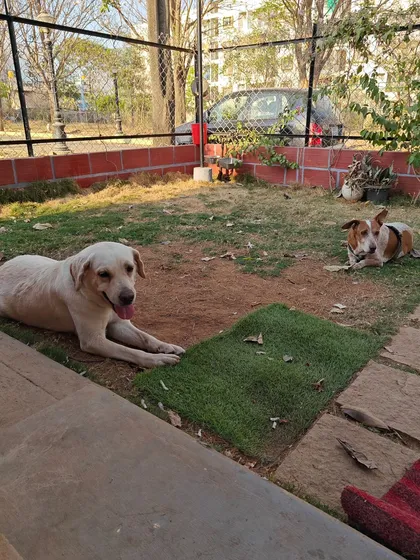 Our secure, gated yard is where the dogs can run, play, and just be dogs. This free-roaming space is essential for their physical exercise and mental well-being during their stay.