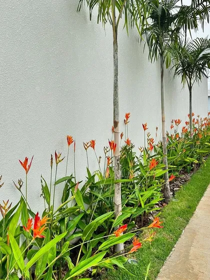 This is an example of a simple yet elegant pathway design. I planted slender palms and flowering Heliconia to create a tropical-style border along a walkway, adding beauty to the journey through the garden.