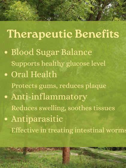 Learn about the powerful Neem tree, which grows all around the ashram. We teach you its many uses, from making a paste for skin inflammation to chewing leaves for detoxification.