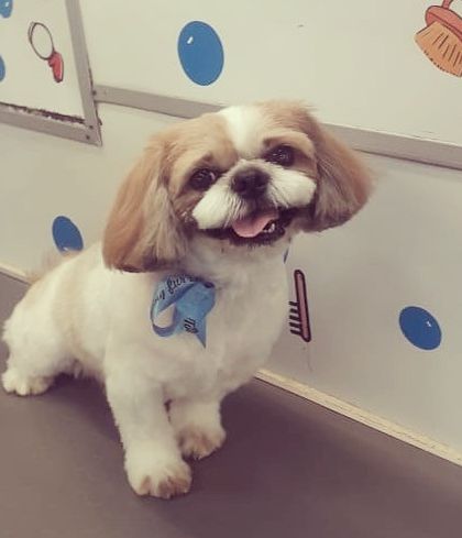 The pure happiness on this Shih Tzu's face is why we do what we do.
