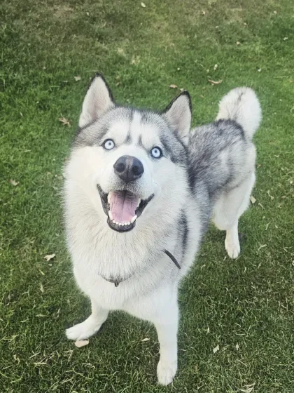 That happy husky smile is infectious. We make sure our high-energy guests get the exercise they need.