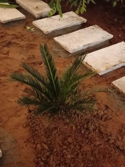 From Dirt to Dream Garden: Our Process photo 14