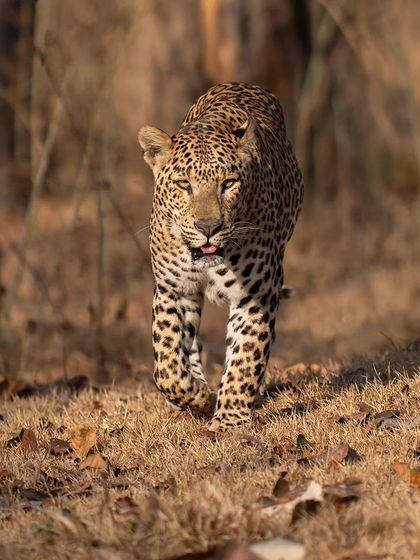 A thrilling encounter with a male leopard near Sunkadakatte Guest House. Following alarm calls and my own instincts led to this incredible sighting of him reclaiming his territory.