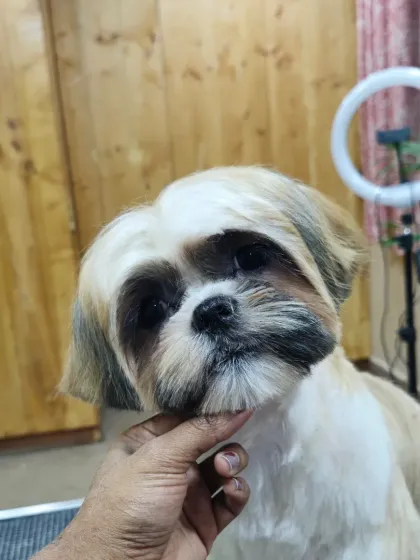 Mamppi Deb - Pet Grooming & Styling Styling for Fluffy Breeds: Shih Tzu, Lhasa & Maltese photo 17