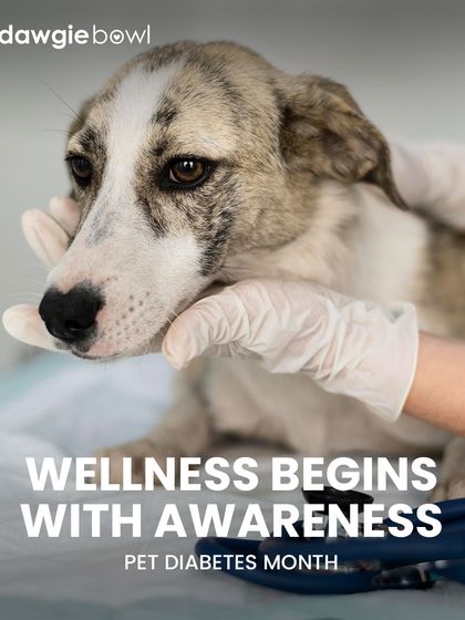 Wellness begins with awareness. For Pet Diabetes Month, I urge you to learn the early signs like increased thirst or changes in appetite. A balanced, low-carb diet is key to prevention and management.