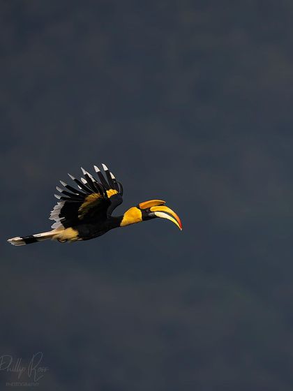 A Great Indian Hornbill in flight against a dark, stormy sky. This image demonstrates how to capture dramatic flight shots by using the weather to your advantage.