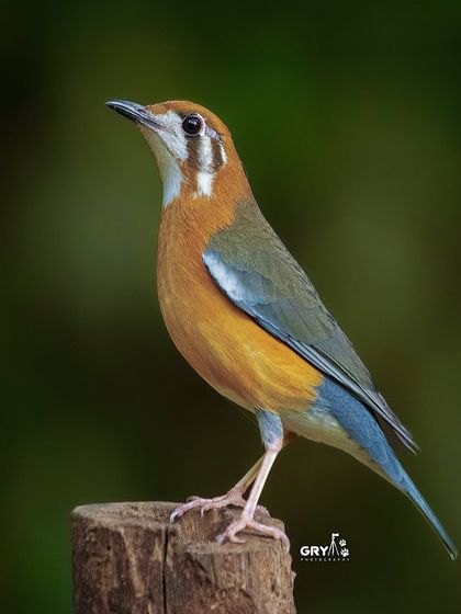 A portrait of an Orange-headed Thrush, a shy forest dweller. I used a soft, natural light to bring out the warm orange and cool grey tones of its plumage.